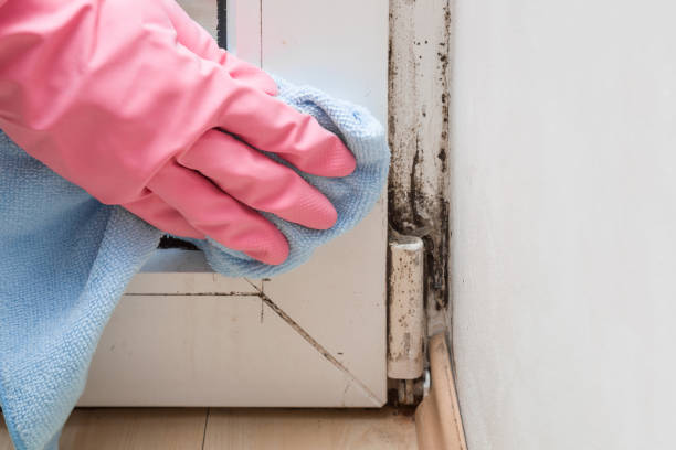 Why You Should Choose Our Mold Remediation Services in Bouse, AZ